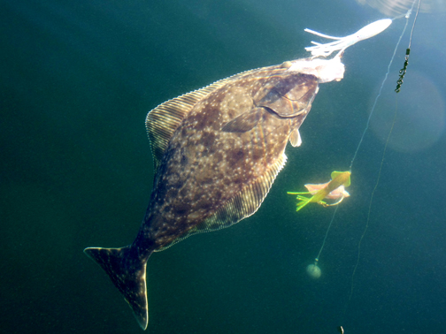 halibut fishing net, halibut fishing rods,' Men's Functional Contrast Tank  Top